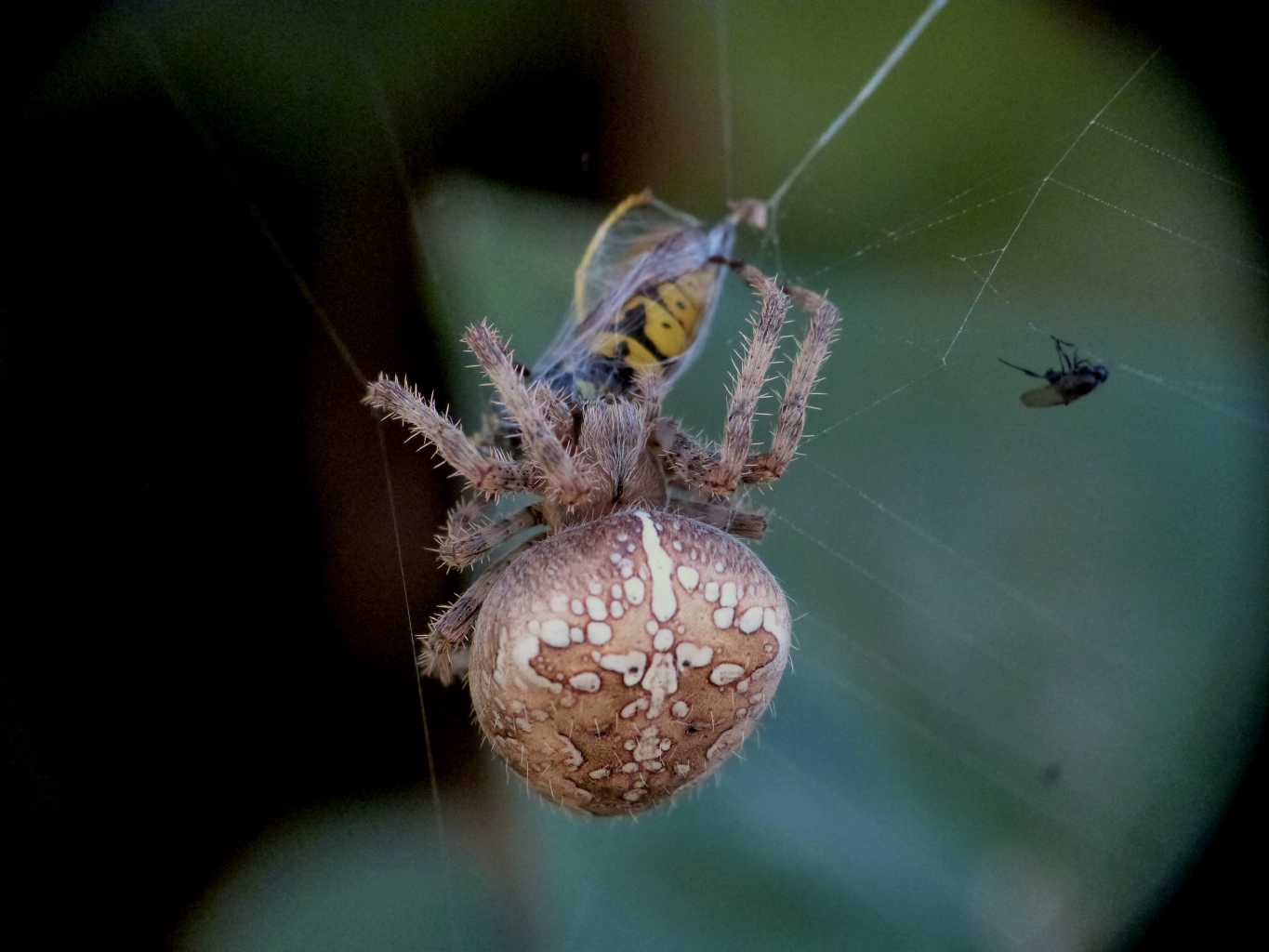 Araneus diadematus - Ostia (RM)